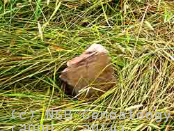 View of Unknown headsone #1