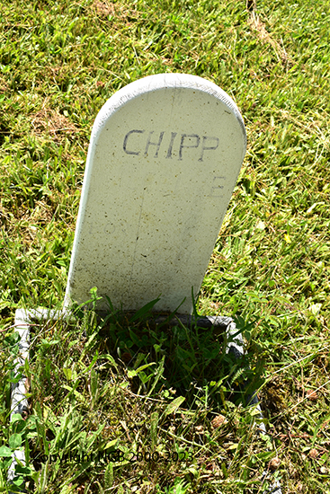 Unknown Chipp