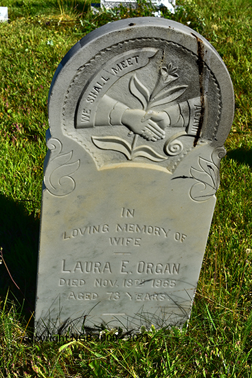 Laura Organ