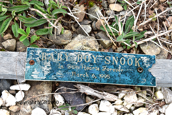 Baby Boy Snook