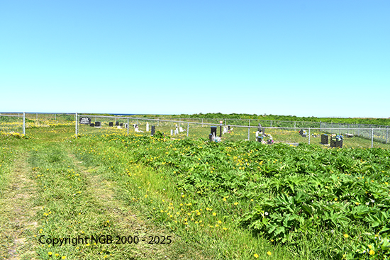 View of Cemetery
