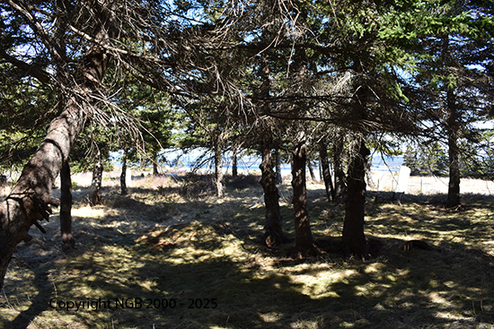 View of cemetery Area