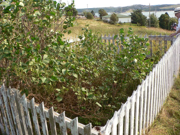 Moore's Anglican Plot - Bareneed