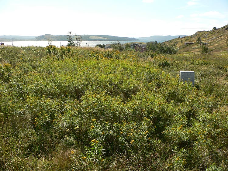 Moore's Anglican Plot - Bareneed