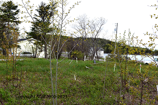 View of Cemetery Area