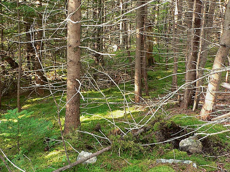 Very Old Cemetery - Bareneed