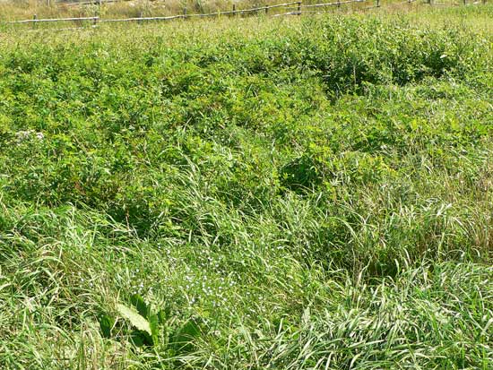 Unknown Foxtrap Gravesite #1