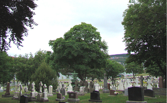 Forest Road Anglican Cemetery - Section DL