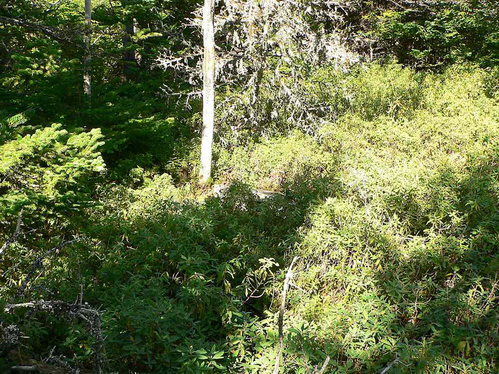 Old Bristol's Hope Cemetery
