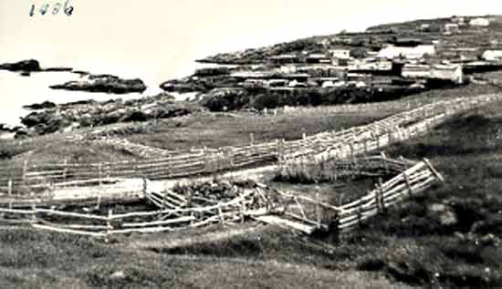 The Cove from the Front Road - 1956