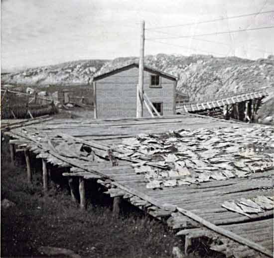 Mews' Fishing Store & Flake 1950's