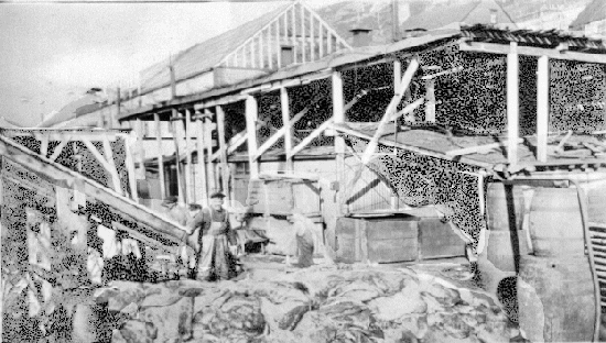 SealpeltsCyril Bishop